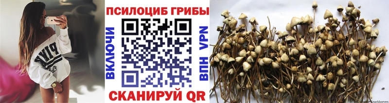 mega ССЫЛКА  дарнет шоп  Щёлково  Галлюциногенные грибы Magic Shrooms 